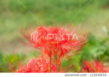 Multiple exposure photography of red spider lilies in full bloom Multiple exposure photography of red spider lilies in full bloom 118930016
