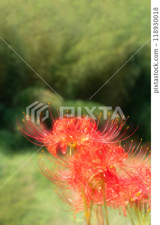 Multiple exposure photography of red spider lilies in full bloom Multiple exposure photography of red spider lilies in full bloom 118930018