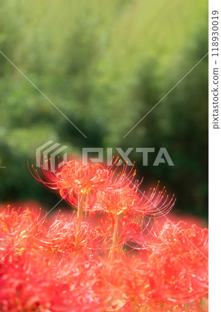 Multiple exposure photography of red spider lilies in full bloom 118930019