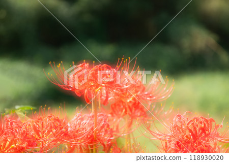 Multiple exposure photography of red spider lilies in full bloom 118930020