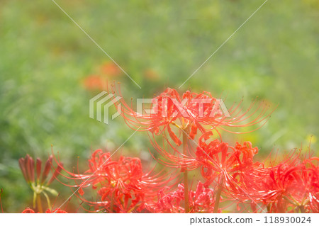 Multiple exposure photography of red spider lilies in full bloom 118930024