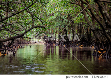 紅樹林（Hirugi） 118930052