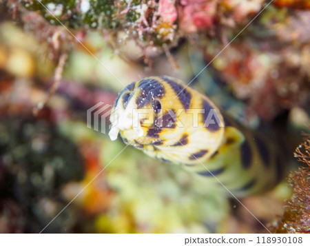 神秘的砲彈魚(Crinidae)。 東京伊豆群島風根島-2023 神秘的砲彈魚(Crinidae)。 東京伊豆群島風根島-2023 118930108