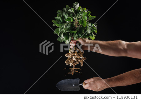 farmer holding fresh peanuts with green leaves close up near garden shovel on dark background farmer holding fresh peanuts with green leaves close up near garden shovel on dark background 118930131