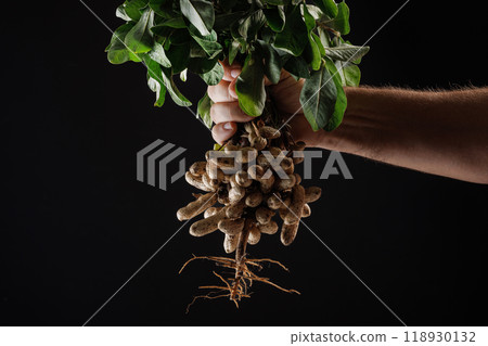 farmer holding fresh peanuts with green leaves close up near garden shovel on dark background farmer holding fresh peanuts with green leaves close up near garden shovel on dark background 118930132