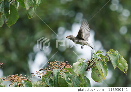 A Siberian flycatcher eating dogwood berries A Siberian flycatcher eating dogwood berries 118930141