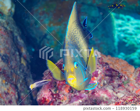 美麗又大的Sazanamiyakko（家庭）等。  東京伊豆列島式根島-2023 118930159