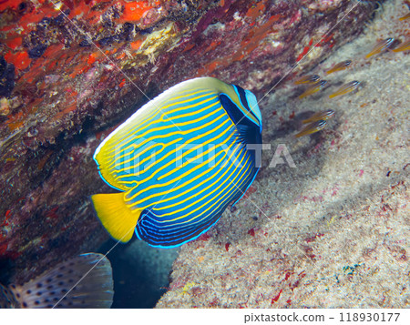 Beautiful Emperor Angelfish (Philadelphiidae) and others. Shikinojima, Izu Islands, Tokyo - 2023 Beautiful Emperor Angelfish (Philadelphiidae) and others. Shikinojima, Izu Islands, Tokyo - 2023 118930177