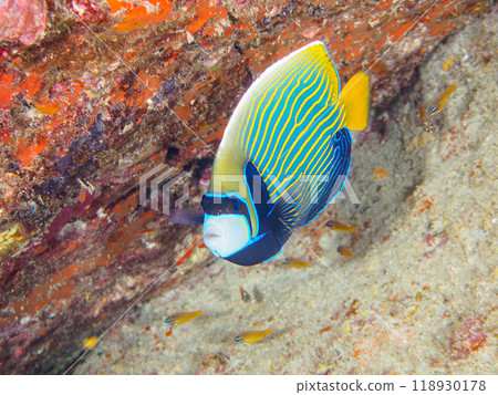 美麗的垂直石首魚（家庭）等。  東京伊豆列島式根島-2023 118930178