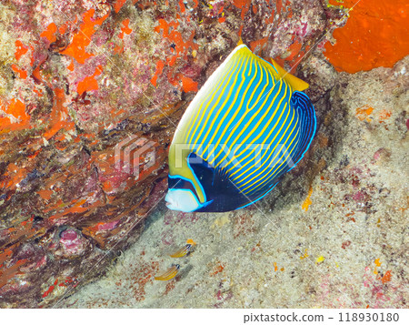 Beautiful Emperor Angelfish (Philadelphiidae) and others. Shikinojima, Izu Islands, Tokyo - 2023 Beautiful Emperor Angelfish (Philadelphiidae) and others. Shikinojima, Izu Islands, Tokyo - 2023 118930180