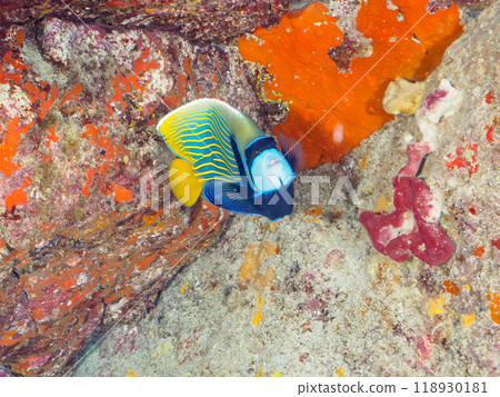 Beautiful Emperor Angelfish (Philadelphiidae) and others. Shikinojima, Izu Islands, Tokyo - 2023 Beautiful Emperor Angelfish (Philadelphiidae) and others. Shikinojima, Izu Islands, Tokyo - 2023 118930181