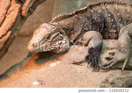 Cayman Iwa Iguana Cayman Iwa Iguana 118930252