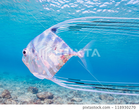 Beautiful juvenile longfin trevally (Carassius auratus) swimming in shallow waters. Shikinoshima, Izu Islands, Tokyo - 2023 118930270