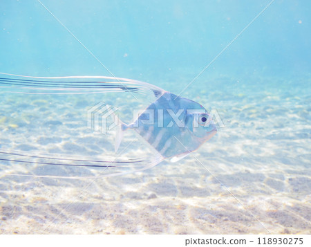 Beautiful juvenile longfin trevally (Carassius auratus) swimming in shallow waters. Shikinoshima, Izu Islands, Tokyo - 2023 118930275