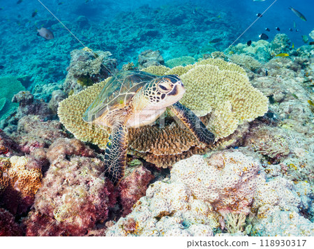 A beautiful and large green sea turtle (Chelonia mydas) resting on a coral colony. Shikinoshima, Izu Islands, Tokyo - 2023 118930317