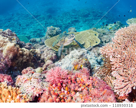 A beautiful and large green sea turtle (Chelonia mydas) resting on a coral colony. Shikinoshima, Izu Islands, Tokyo - 2023 118930318