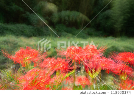 蜘蛛百合盛開的多重曝光攝影創造出奇妙的景色 118930374