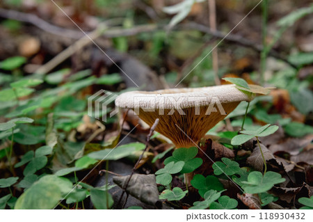 Paxillus involutus mushroom in forest 118930432
