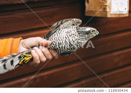 Eurasian sparrowhawk or Accipiter nisus in hand in Fringilla field ornithological station. in the Curonian Spit National Park. . Russia 118930434