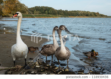 Swans on banks of Curonian Lagoon on Curonian Spit in village Lesnoy. Russia 118930436