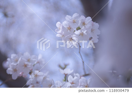 純淨的櫻花 118930479
