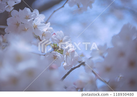 整齊的櫻花靜靜地綻放 118930480