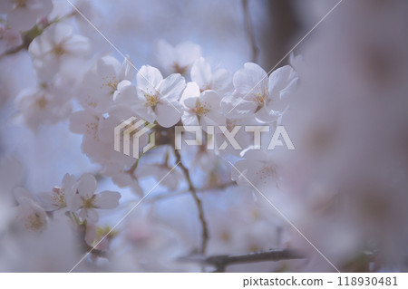 美麗的櫻花 118930481