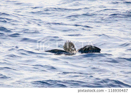 A beautiful Streaked Shearwater (Petracantha oleander) bathing in the sea of Toshima, on board the Tokai Kisen Sarvia Maru in 2023 118930487