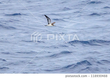 A beautiful flying Streaked Shearwater (family Pectiniidae) seen in the sea of Toshima. Tokai Kisen Sarvia Maru Ship 2023 118930488