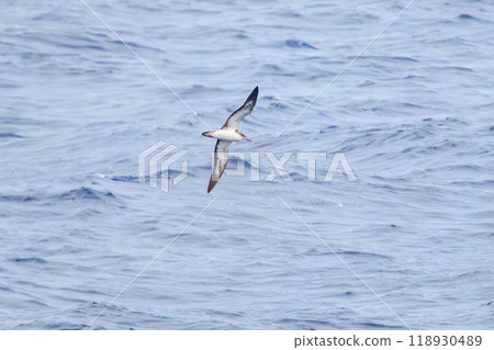 在豐島附近海域看到的美麗飛翔的海鷗（海燕科）。東海汽船 Sarubia Maru 船 2023 118930489