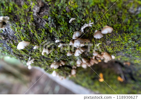 Daibosatsurei (Daibosatsu Pass Trailhead → Ishimaru Pass → Kamihikawa Pass) 118930627
