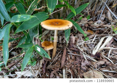 Daibosatsurei (Daibosatsu Pass Trailhead → Ishimaru Pass → Kamihikawa Pass) Daibosatsurei (Daibosatsu Pass Trailhead → Ishimaru Pass → Kamihikawa Pass) 118930665