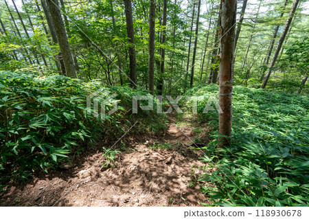 大菩薩峰（大菩薩峠登山口→石丸峠→上檜川峠） 118930678