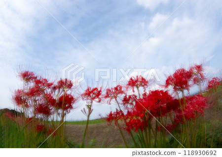 A fantastical landscape created by multiple exposure photography of red spider lilies in full bloom 118930692