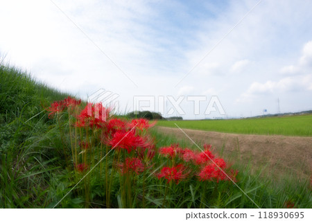 A fantastical landscape created by multiple exposure photography of red spider lilies in full bloom 118930695