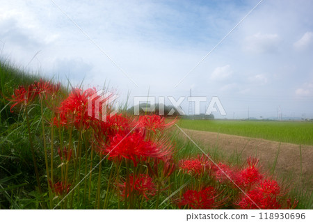 A fantastical landscape created by multiple exposure photography of red spider lilies in full bloom 118930696