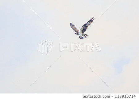 A beautiful osprey (family Accipitridae) catching a fish and flying while holding it. On board the Tokai Kisen Izu Islands route, Sarubia Maru - 2023 118930714