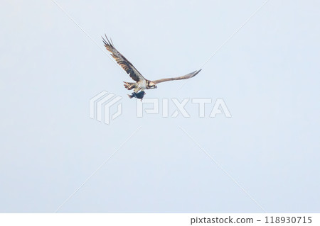 A beautiful osprey (family Accipitridae) catching a fish and flying while holding it. On board the Tokai Kisen Izu Islands route, Sarubia Maru - 2023 A beautiful osprey (family Accipitridae) catching a fish and flying while holding it. On board the Tokai Kisen Izu Islands route, Sarubia Maru - 2023 118930715
