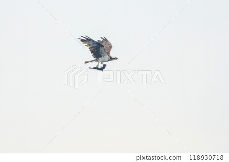 A beautiful osprey (family Accipitridae) catching a fish and flying while holding it. On board the Tokai Kisen Izu Islands route, Sarubia Maru - 2023 A beautiful osprey (family Accipitridae) catching a fish and flying while holding it. On board the Tokai Kisen Izu Islands route, Sarubia Maru - 2023 118930718