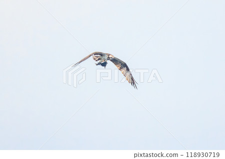 A beautiful osprey (family Accipitridae) catching a fish and flying while holding it. On board the Tokai Kisen Izu Islands route, Sarubia Maru - 2023 118930719