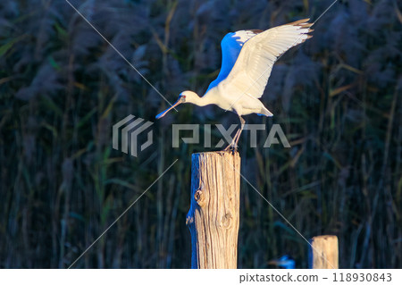 An endangered species with only 5,000 remaining on earth: the rare Black-faced Spoonbill (Ibis family) at Kasai Rinkai Park in Edogawa Ward, Tokyo 2023 118930843
