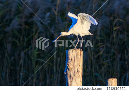 An endangered species with only 5,000 remaining on earth: the rare Black-faced Spoonbill (Ibis family) at Kasai Rinkai Park in Edogawa Ward, Tokyo 2023 An endangered species with only 5,000 remaining on earth: the rare Black-faced Spoonbill (Ibis family) at Kasai Rinkai Park in Edogawa Ward, Tokyo 2023 118930851