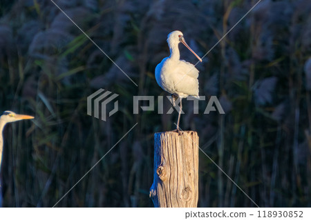 An endangered species with only 5,000 remaining on earth: the rare Black-faced Spoonbill (Ibis family) at Kasai Rinkai Park in Edogawa Ward, Tokyo 2023 118930852