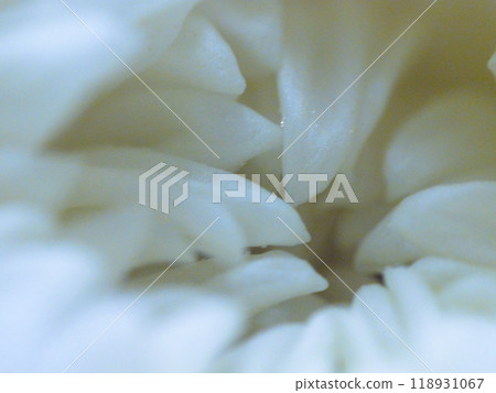 Folding chrysanthemum petals Folding chrysanthemum petals 118931067