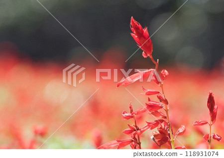 紅色丹參花 紅色丹參花 118931074