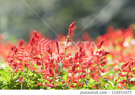 紅花丹參 紅花丹參 118931075