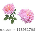 Rose flower cutout pink 118931708