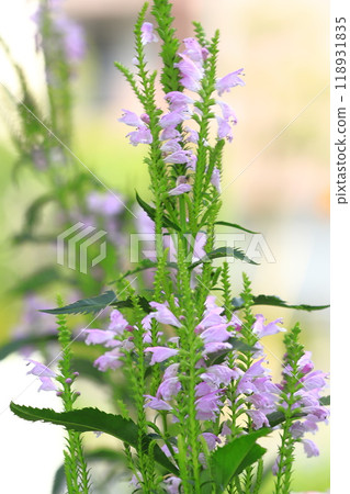 Tiger's Tail Flowers 118931835