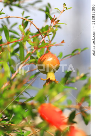 Red-colored pomegranate (Korean pomegranate) fruit 118932096
