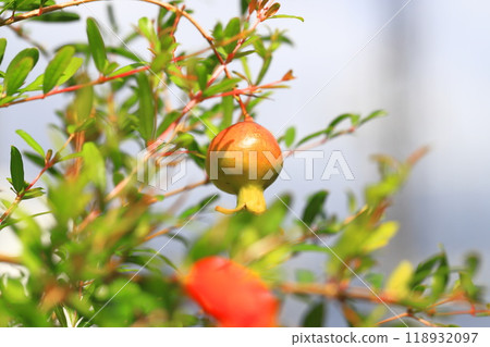 Red-colored pomegranate (Korean pomegranate) fruit 118932097
